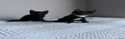 Domestic Shorthair cats for sale: Three kittens for sale  - Advert 17