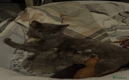 British Shorthair cats for sale: 4 beautiful kittens for sale - Image 1