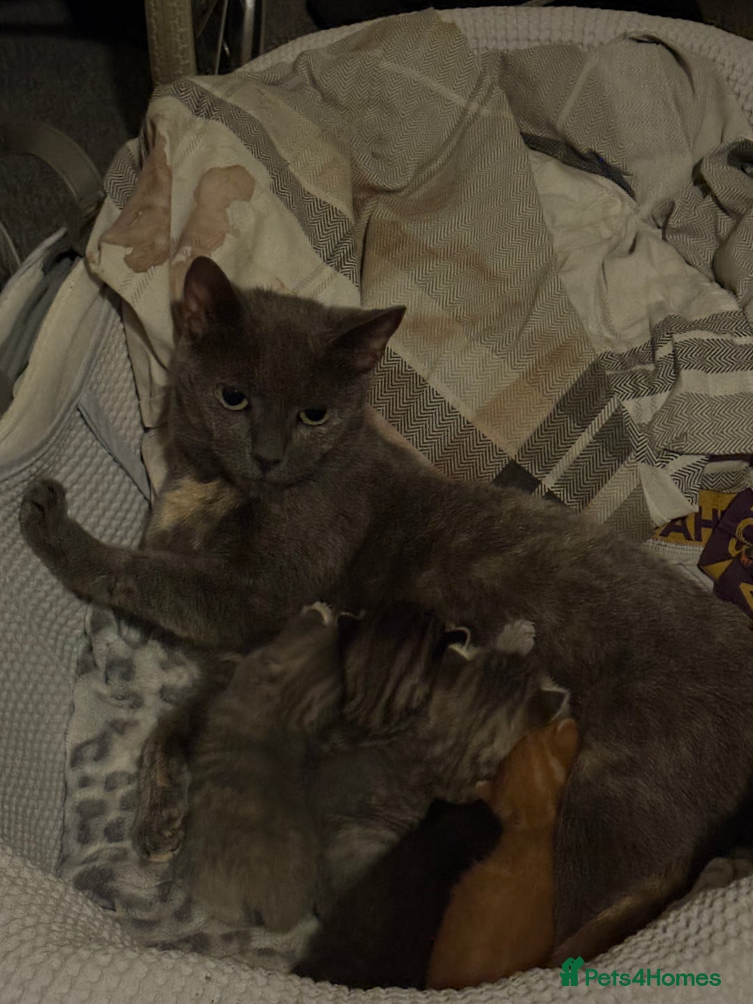 British Shorthair cats for sale: 4 beautiful kittens for sale - Image 1