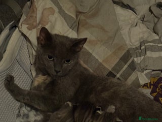 British Shorthair cats - Advert 32