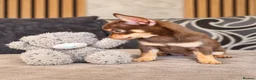 Chihuahua dogs for sale: Beautiful Purebred Chihuahua Puppies  🐾 - Advert 3