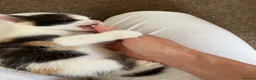 Mixed Breed cats for sale: 4 Gorgeous Ragdoll Cross Kittens - Advert 13