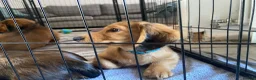 Miniature Dachshund dogs for sale: 6 miniature longhaired dachshund -  - Advert 4