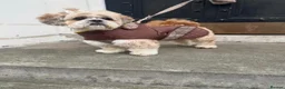 Lhasa Apso dogs for sale: Stormy  in London - Advert 16