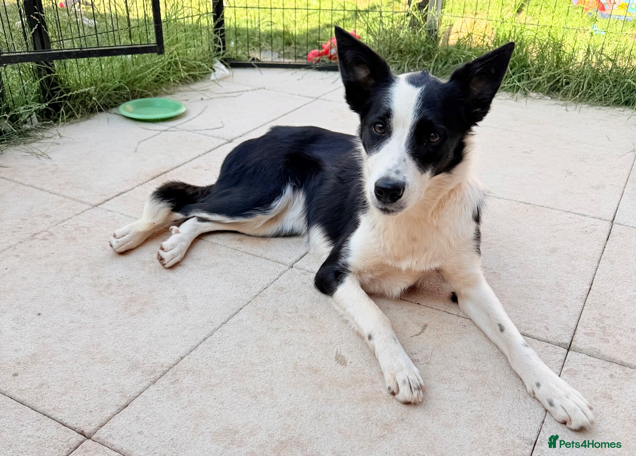 Border Collie dogs Female border collie  - Advert 14