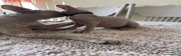 Devon Rex cats for sale: Price Reduced!TICARegisteredDevonRex lilac kittens - Advert 24