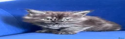 Maine Coon cats for sale: Polydactyl and non poly ready to reserve  - Advert 5