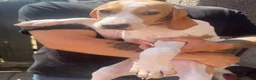 Pointer dogs for sale: *3 Boys Left* KC English Pointers *Ready Now* - Advert 4