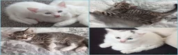 Siberian cats for sale: 4 kittens for sale - Advert 1