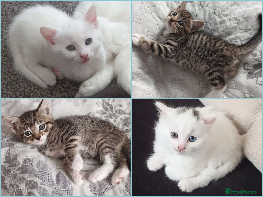 Siberian cats for sale: 4 kittens for sale - Advert 1