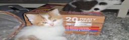 Munchkin cats for sale: Munchkin kittens - Advert 19