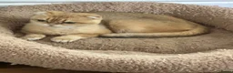 Scottish Fold cats for sale: Scottish fold - Advert 31