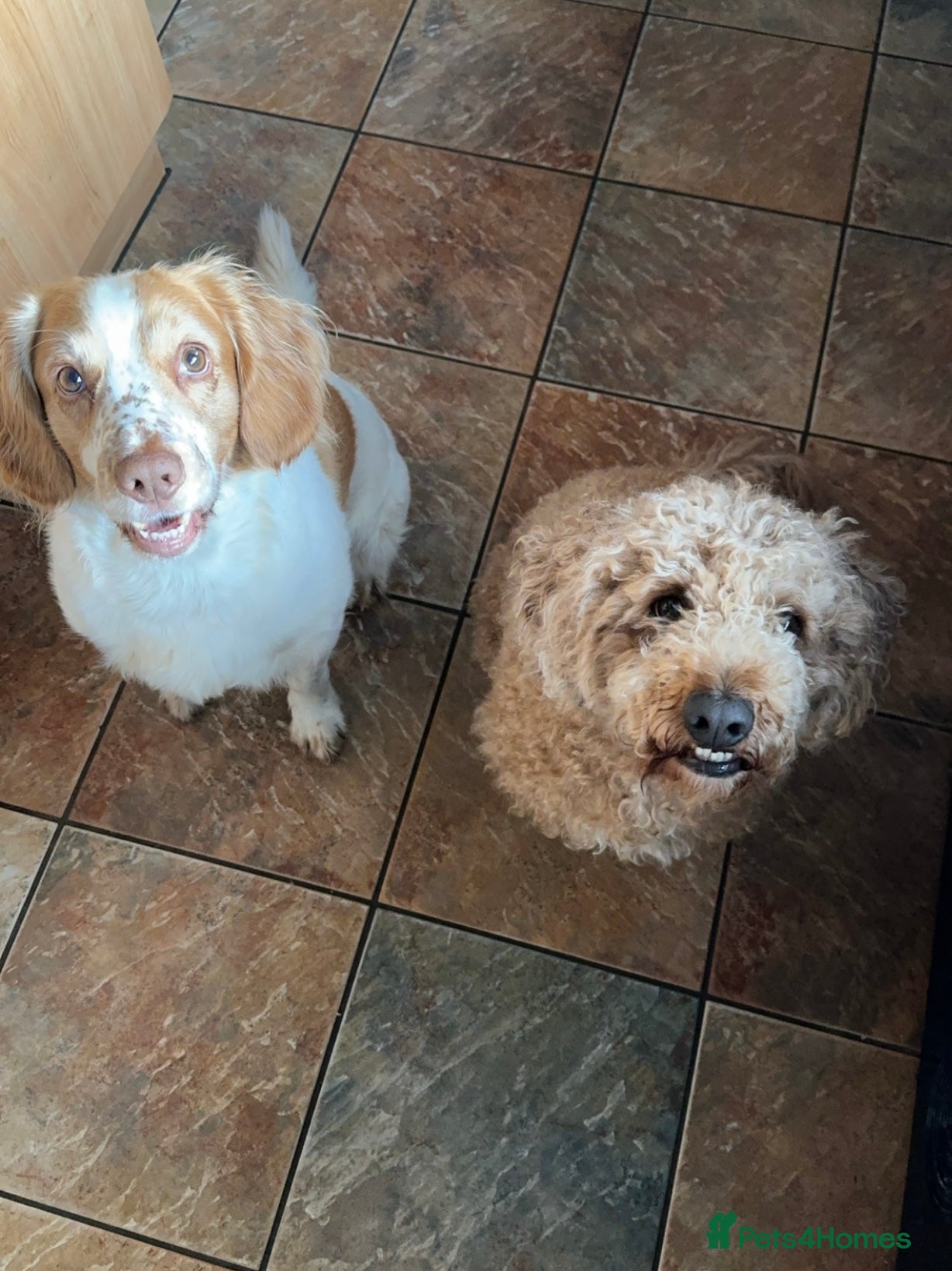 Cocker Spaniel dogs Playful Working cocker spaniel stud - Advert 14