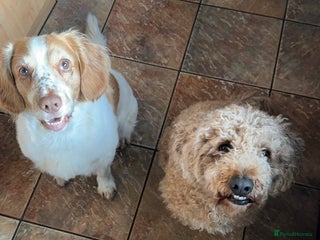 Cocker Spaniel dogs Playful Working cocker spaniel stud - Advert 1