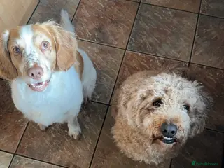 Cocker Spaniel dogs Playful Working cocker spaniel stud - Advert 11