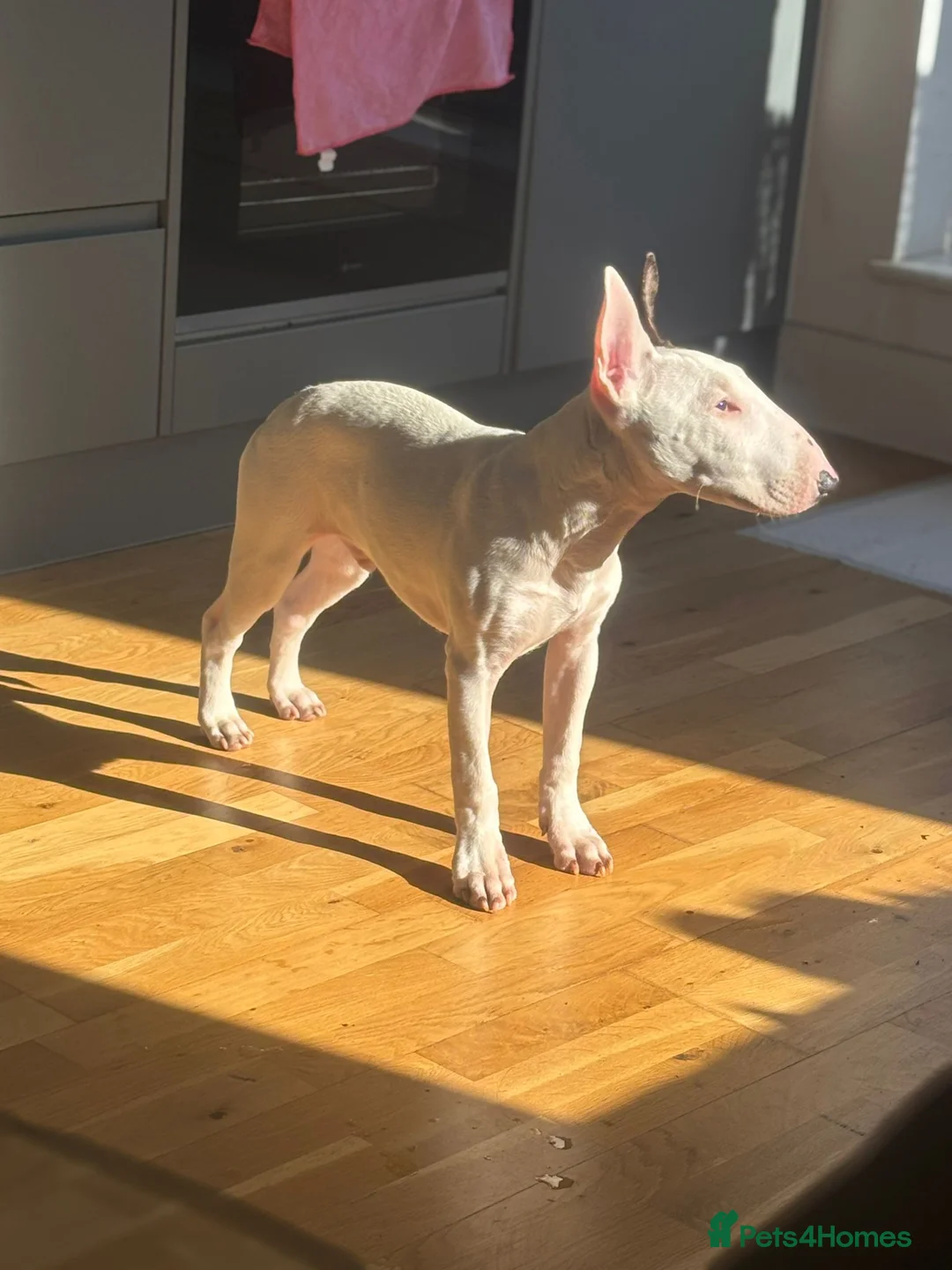 English Bull Terrier dogs for sale: Top Pedigree KC English Bull Terrier - Advert 4