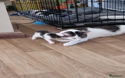 Mixed Breed cats for sale: 4 beautiful kittens - Image 6