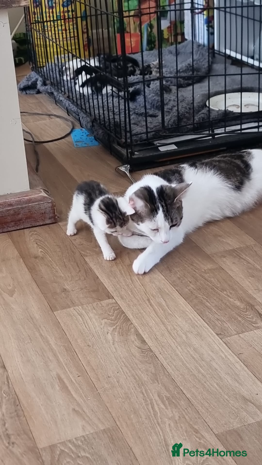 Mixed Breed cats for sale: 4 beautiful kittens - Image 6