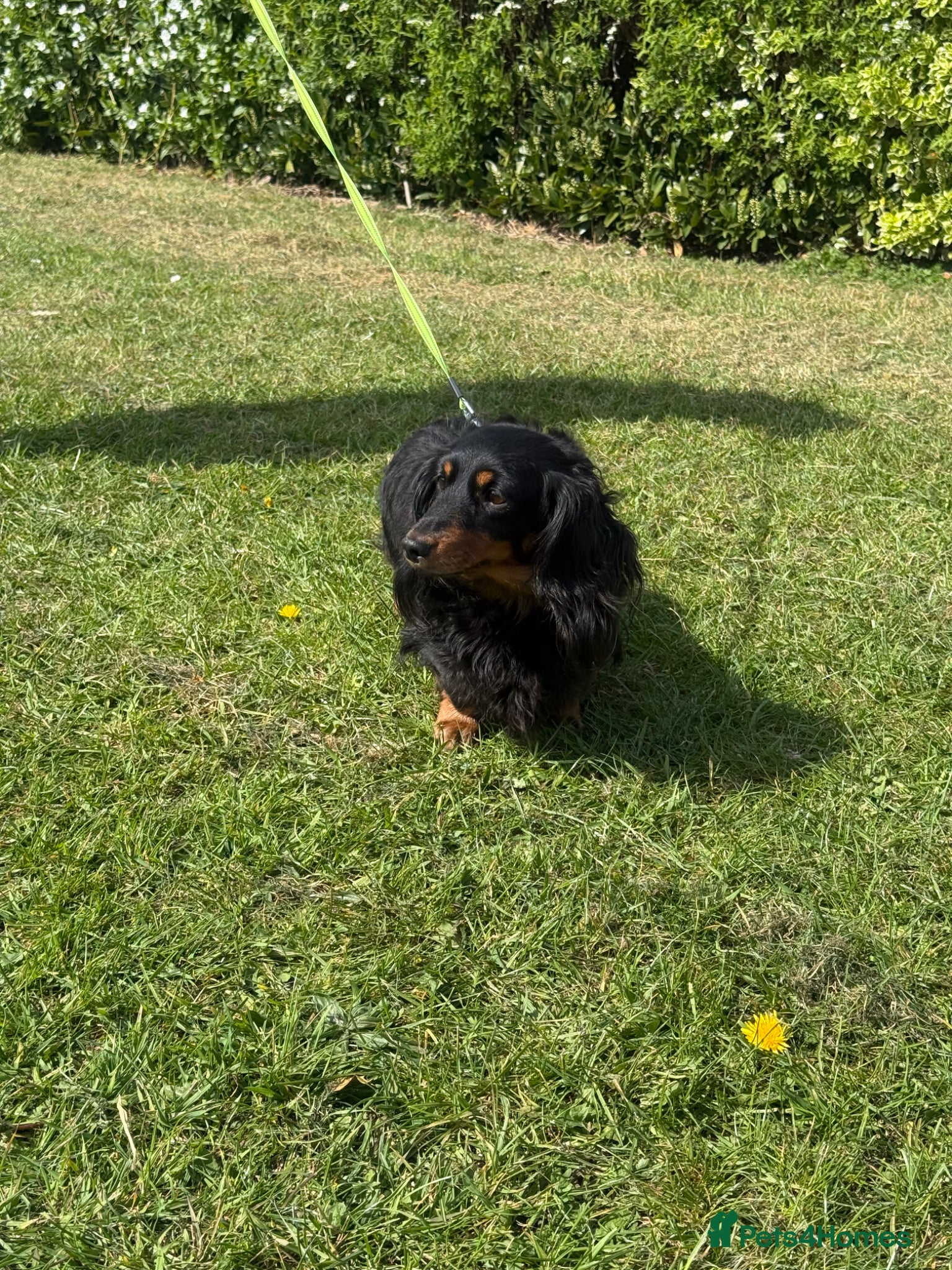 Miniature Dachshund dogs 4 year old miniature girl - Advert 2