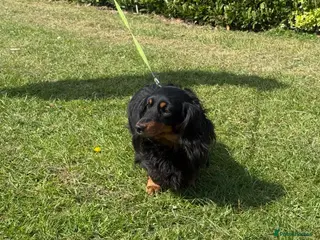 Miniature Dachshund dogs 4 year old miniature girl - Advert 2