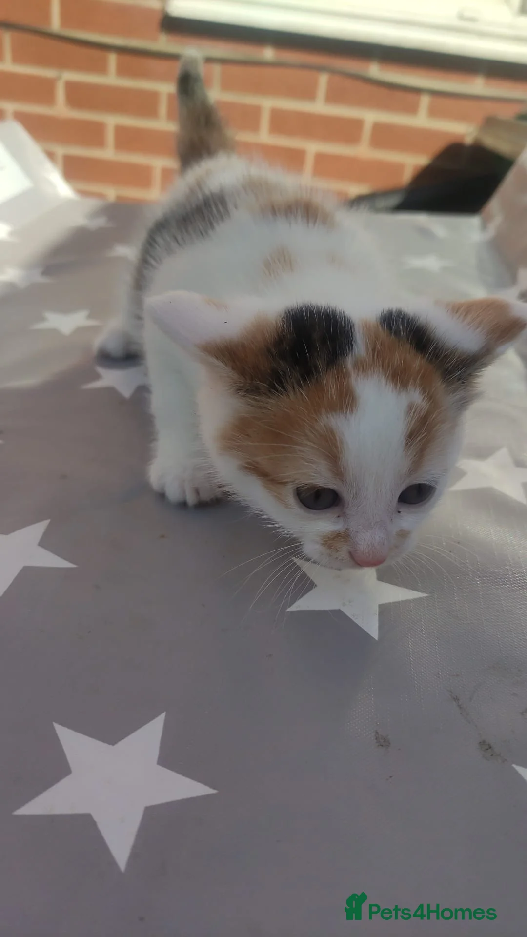 Mixed Breed cats for sale: Kittens for sale in Leeds - Advert 5