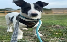 Mixed Breed dogs for adoption: Meet Otto, currently residing in Essex  - Image 3