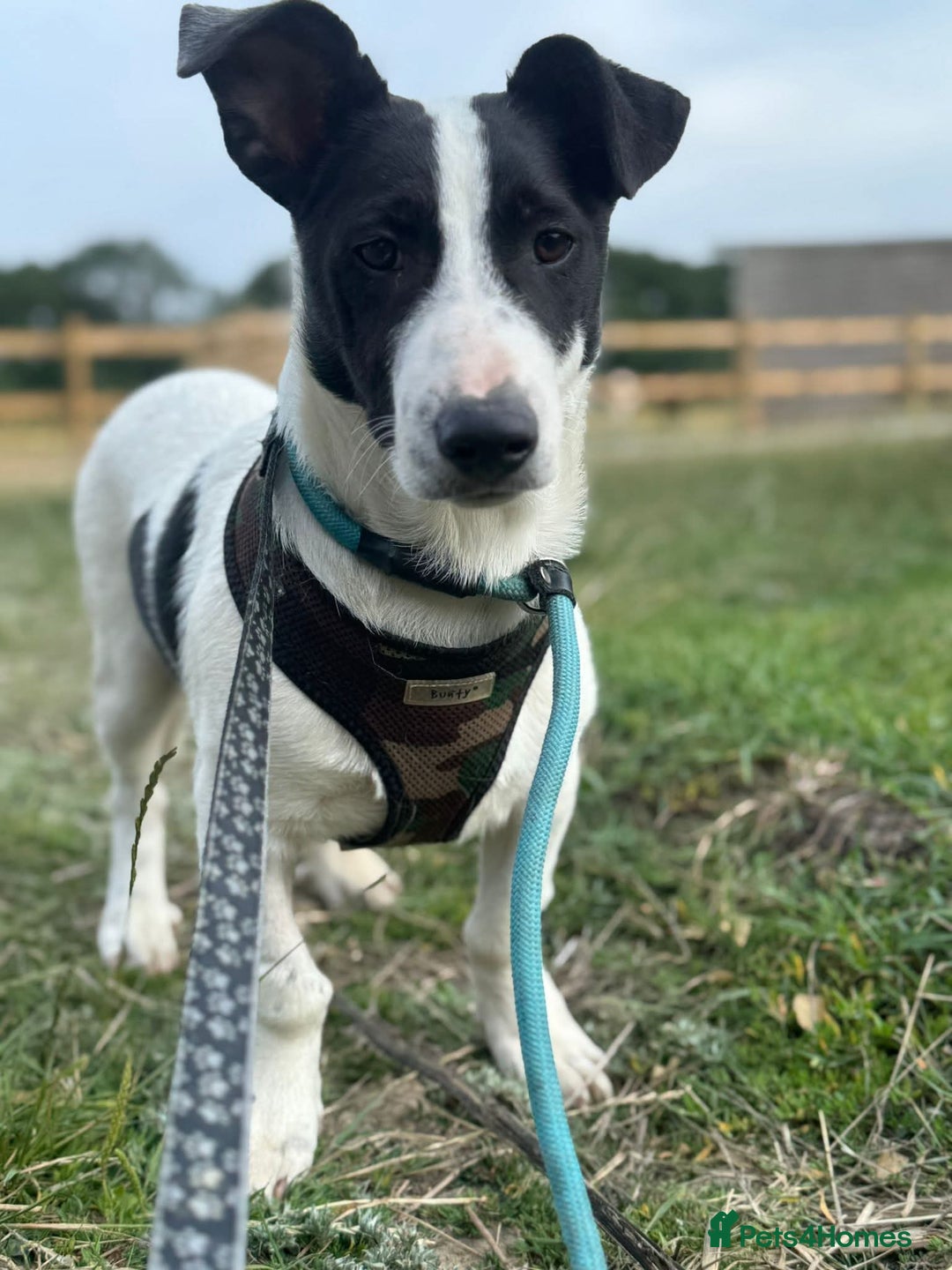 Mixed Breed dogs for adoption: Meet Otto, currently residing in Essex  - Image 3