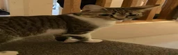 Domestic Shorthair cats for sale: Good Home - Advert 4