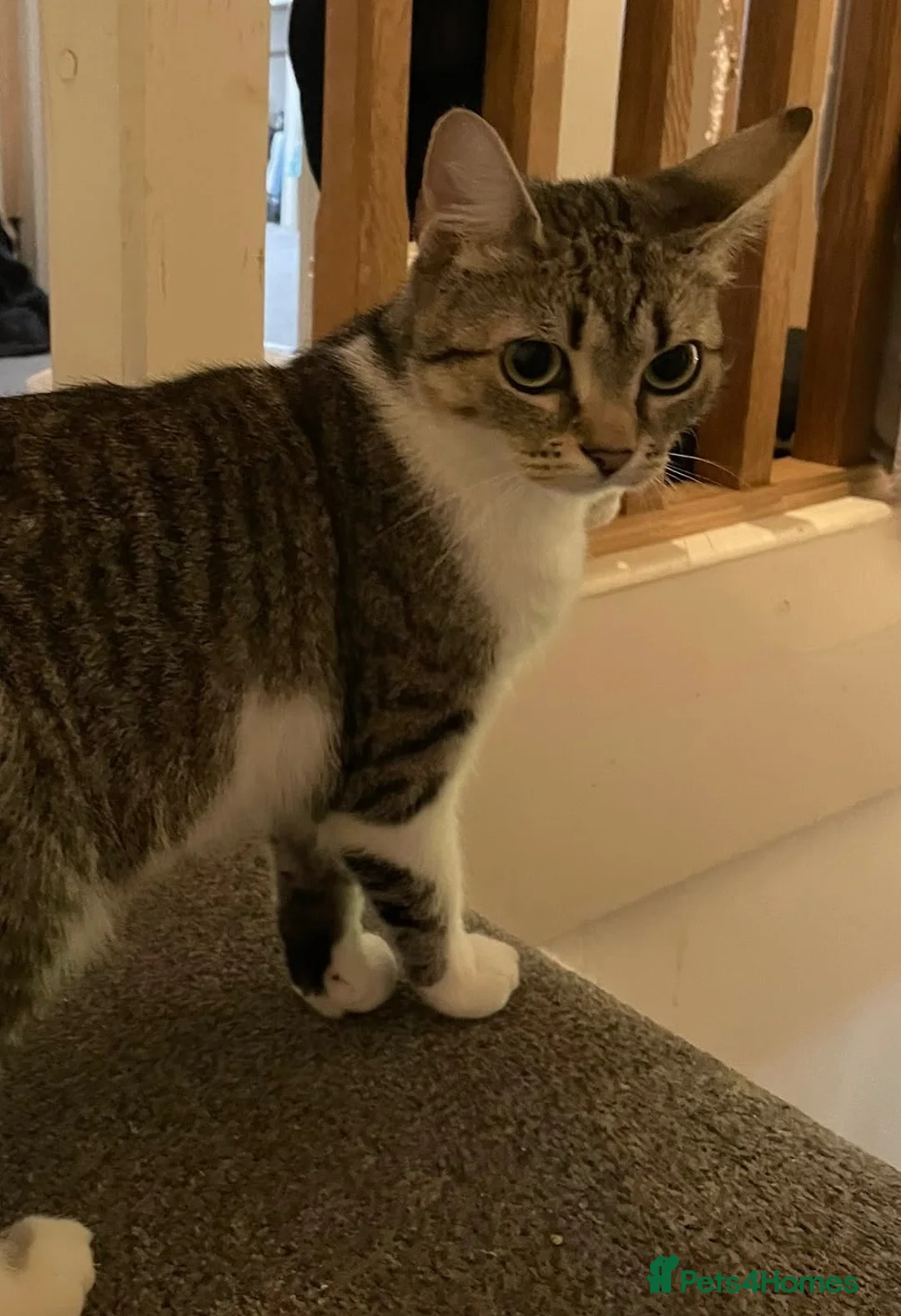 Domestic Shorthair cats for sale: Good Home - Advert 4