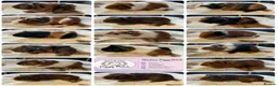Guinea Pig rodents for sale: Baby Guinea Pigs looking for amazing forever homes - Advert 1