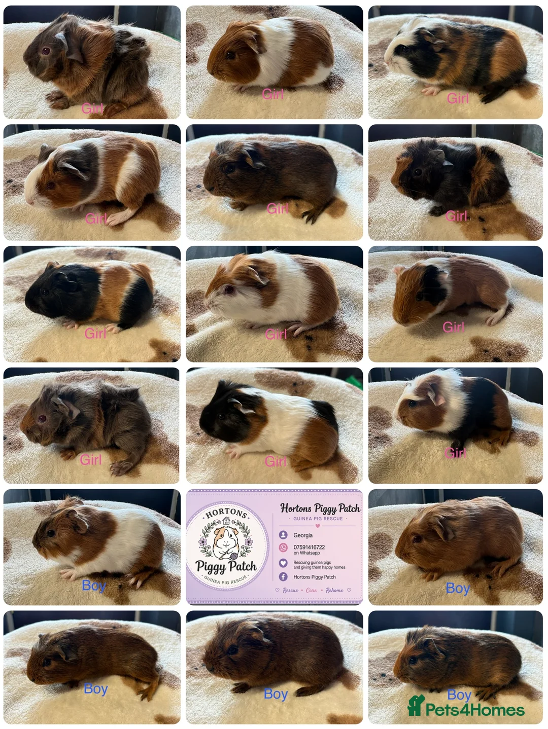 Guinea Pig rodents for sale: Baby Guinea Pigs looking for amazing forever homes - Advert 1