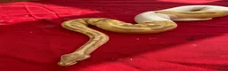 Python Snake reptiles for sale: Bamboo Orange dream male  - Advert 9