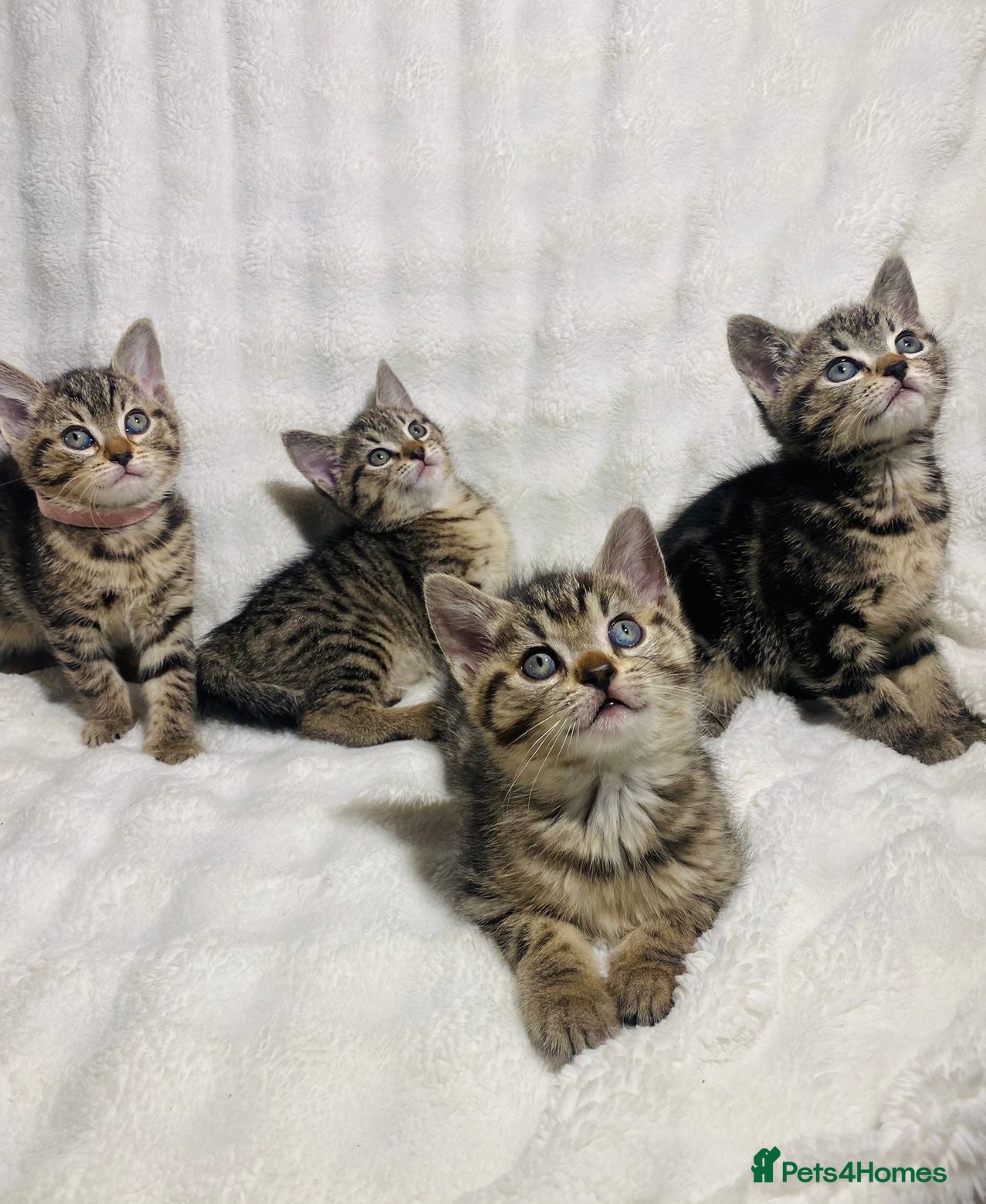 Mixed Breed cats Cute kittens for sale ready for a new home 🏡 - Advert 1