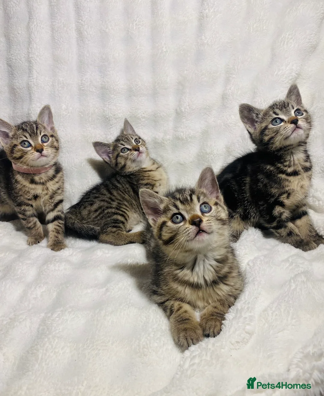Mixed Breed cats for sale: Cute kittens for sale ready for a new home 🏡 - Advert 1
