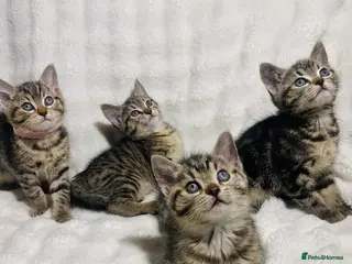 Mixed Breed cats Cute kittens for sale ready for a new home 🏡 - Advert 1