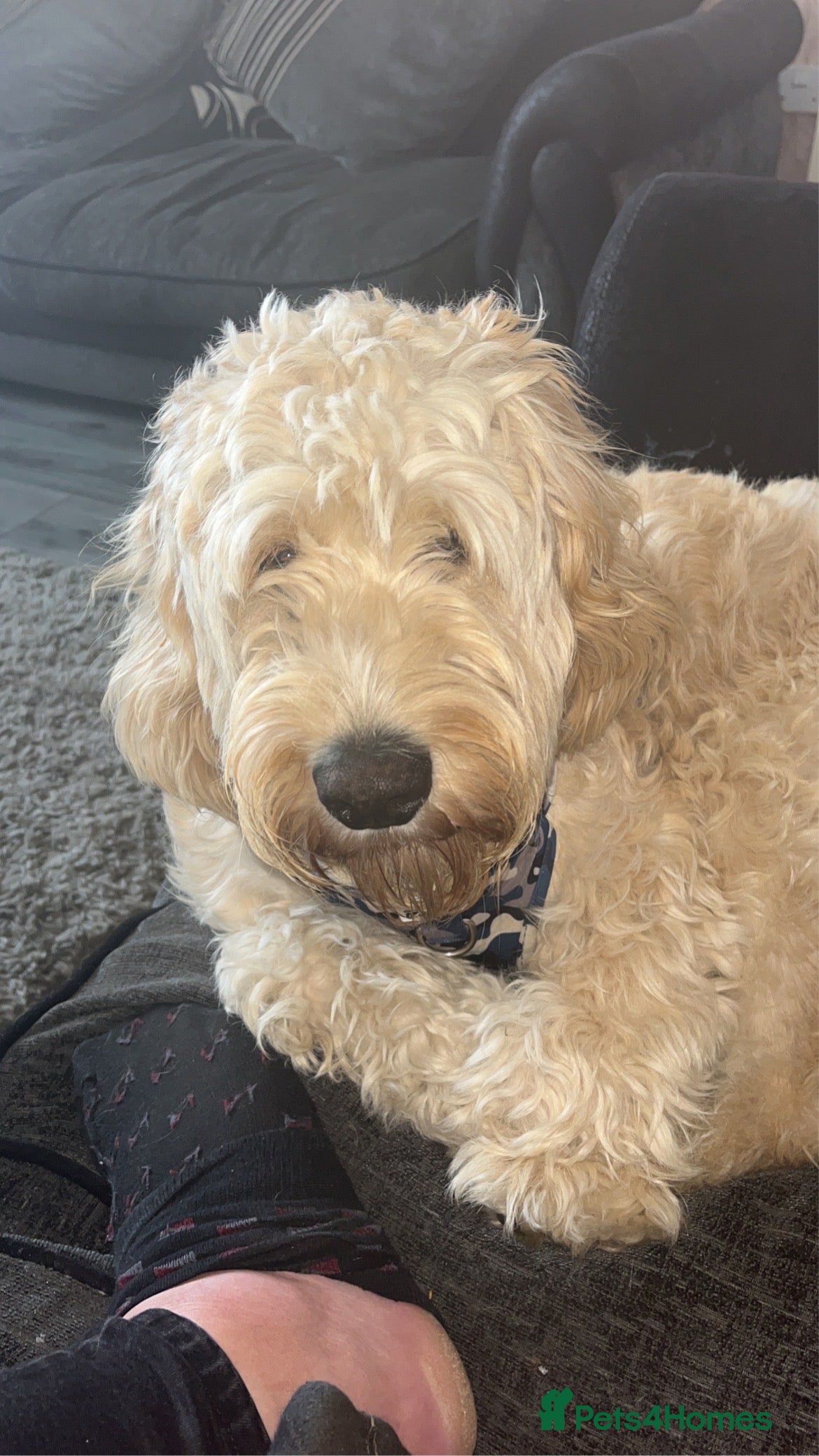 Cockapoo dogs Stud only!!!  - Advert 2