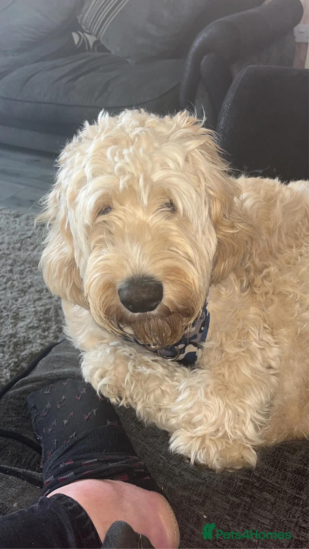 Cockapoo dogs for stud: Stud only!!!  - Advert 1