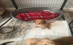 Cockapoo dogs for sale: 🐩🐶STUNNING F1 COCKAPOO PUPPIES🐶🐩 - Image 27