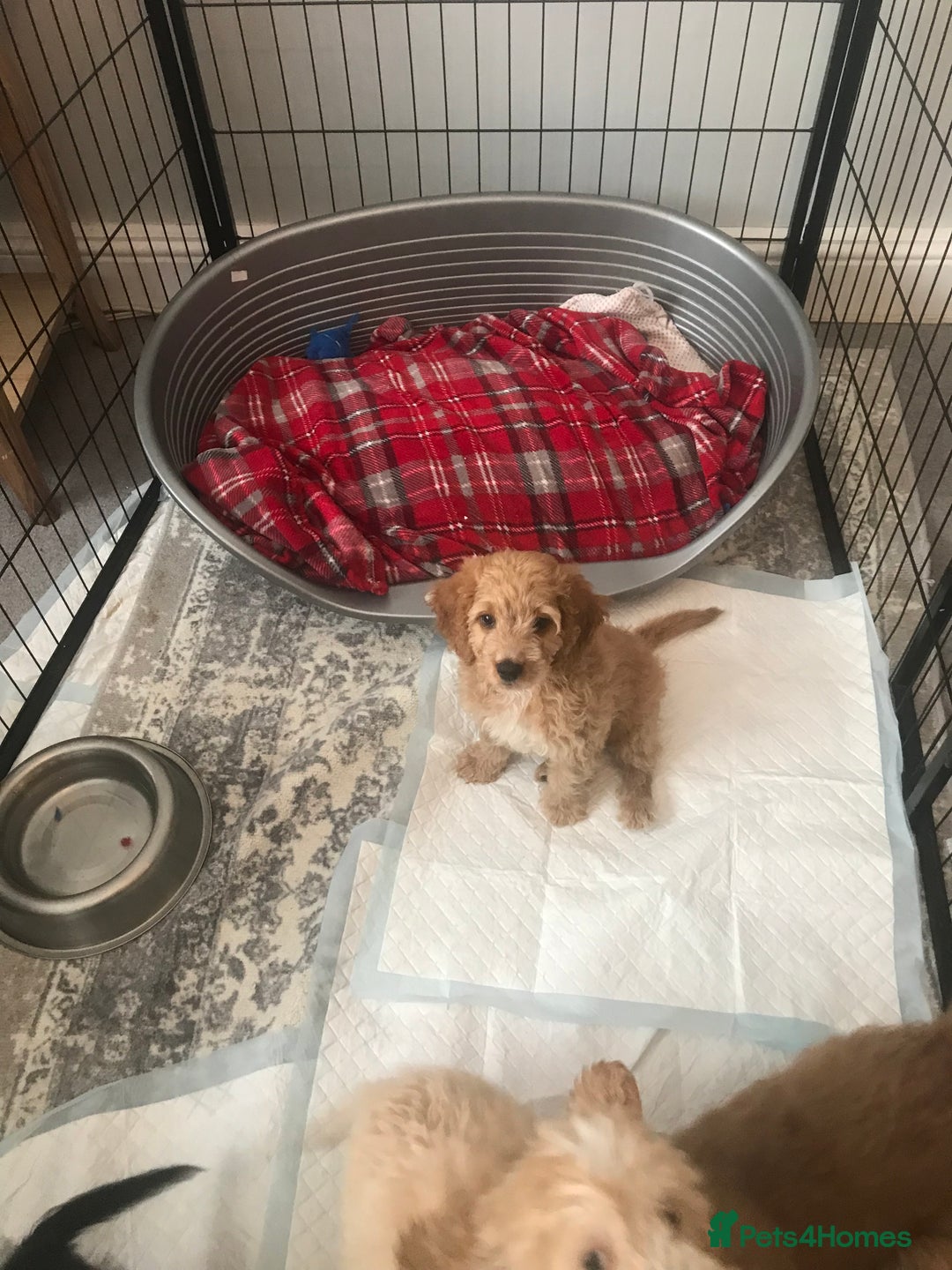 Cockapoo dogs for sale: 🐩🐶STUNNING F1 COCKAPOO PUPPIES🐶🐩 - Image 27