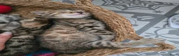 Bengal cats for sale: Beautiful Snow Bengal X Scottish Fold Kittens - Advert 10