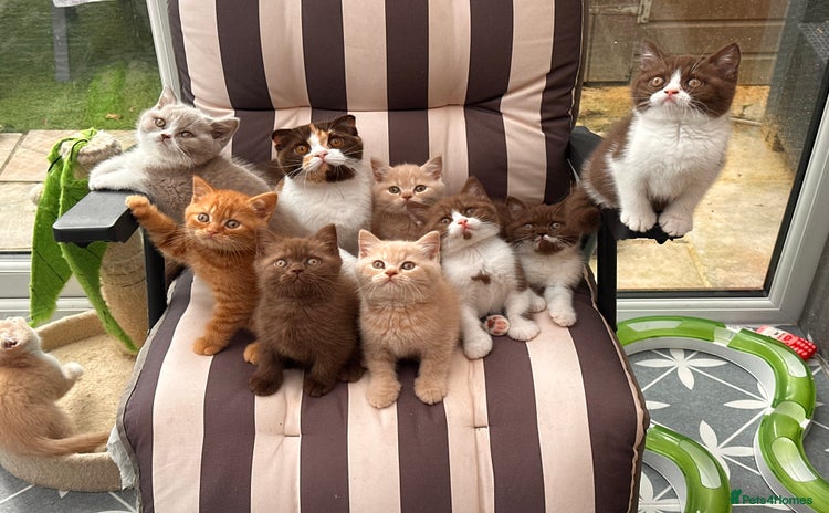 British Shorthair cats for sale - Advert 1