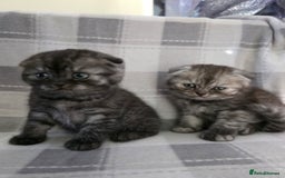 Scottish Fold cats for sale: Scottish-fold/straight ears kittens grey colour - Image 8