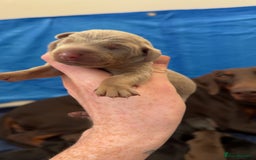 Dobermann dogs for sale: Champion bloodline  - Advert 3