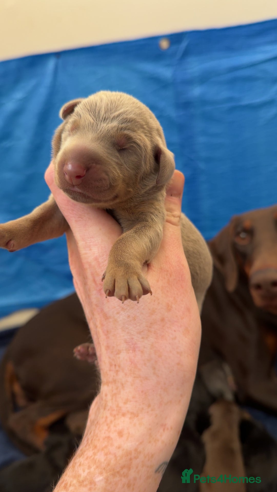 Dobermann dogs for sale: Champion bloodline  - Advert 3