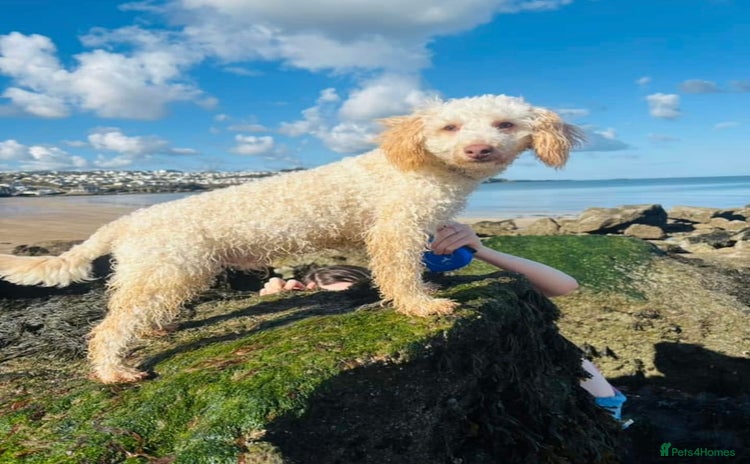Poodle dogs - Advert 1