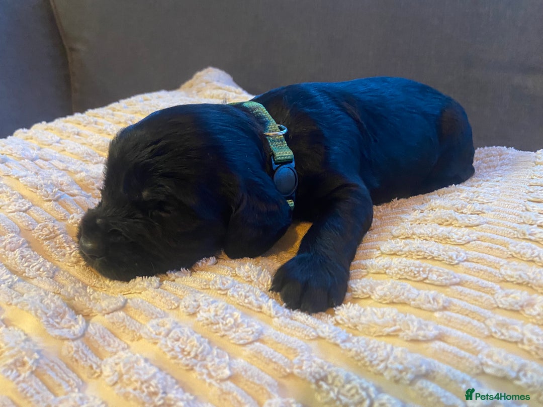 Cocker Spaniel dogs for sale: 10 Gorgeous KC Cocker Spaniel Puppies - Image 11
