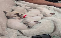 Siamese cats for sale: Your Heart Will Melt! Amazing Siamese Kittens! - Image 7