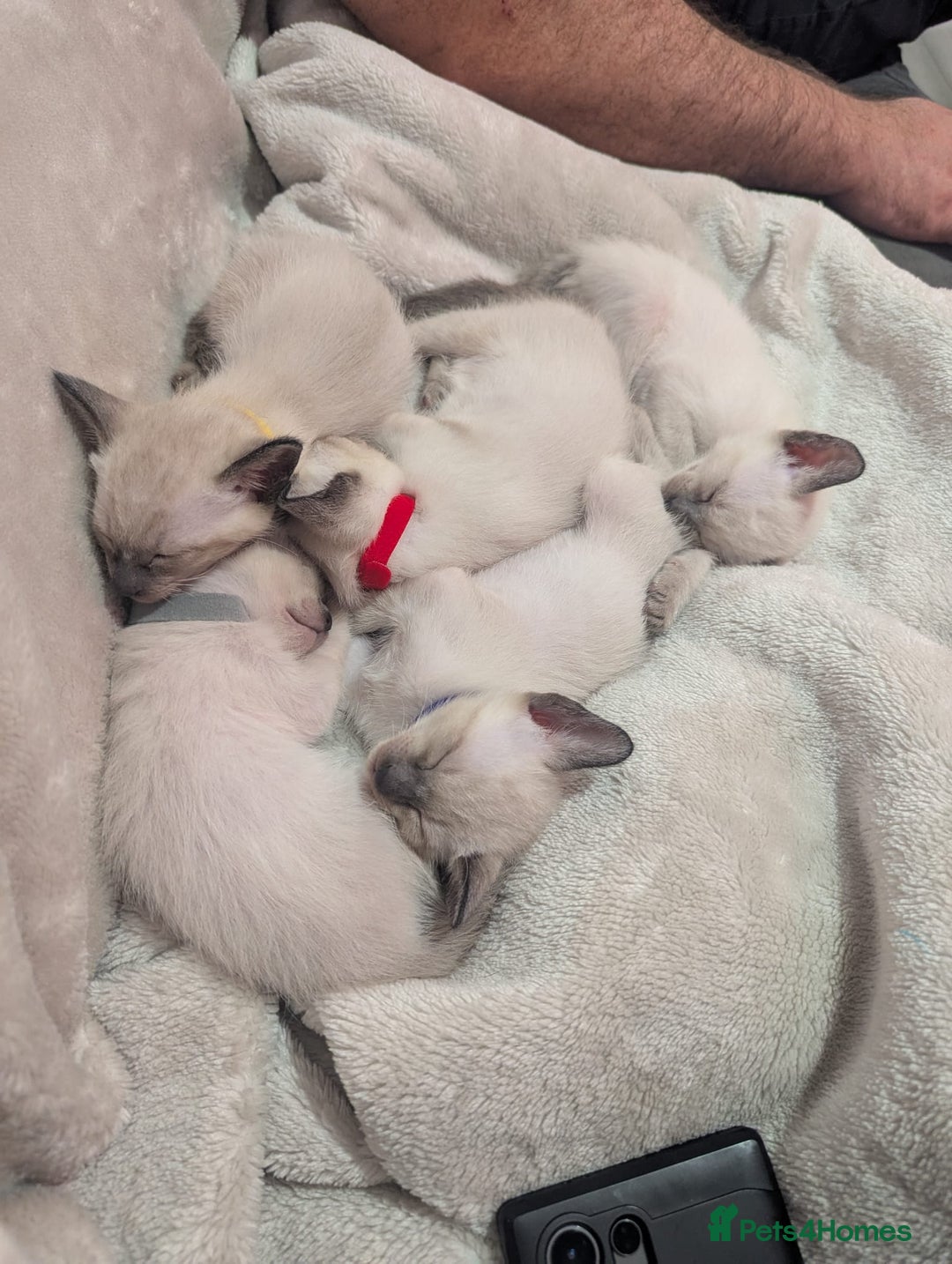 Siamese cats for sale: Your Heart Will Melt! Amazing Siamese Kittens! - Image 7