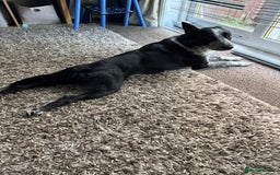 Border Collie dogs for sale: Border collie looking for new home - Image 2