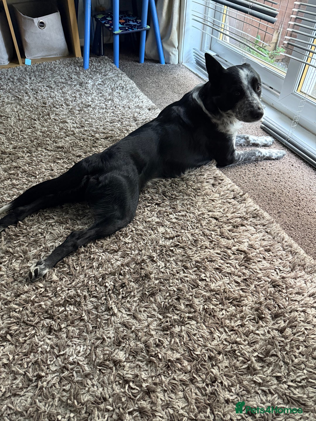Border Collie dogs for sale: Border collie looking for new home - Image 2